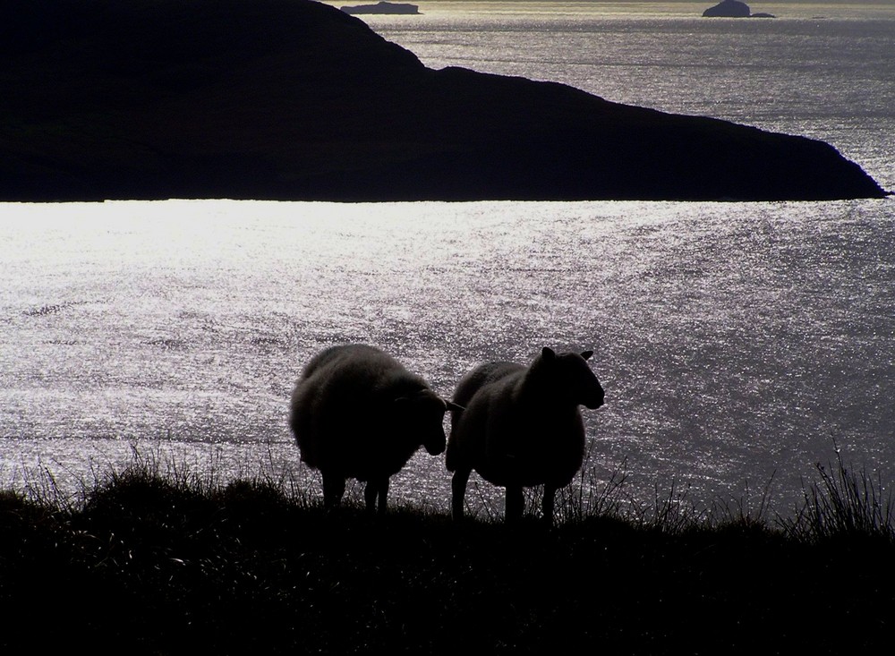 irish sheeps