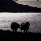 irish sheeps