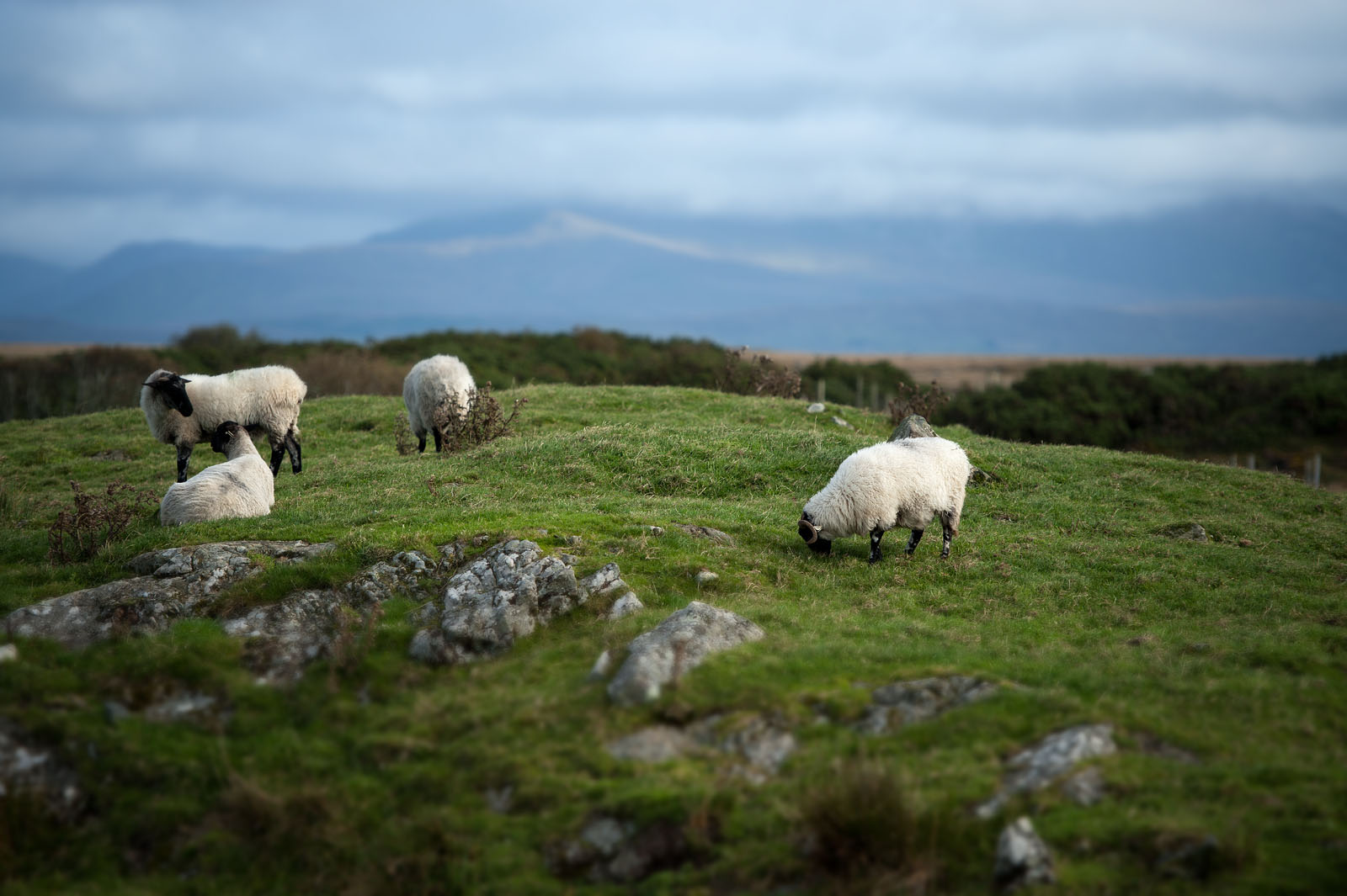 irish sheeps