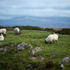 irish sheeps