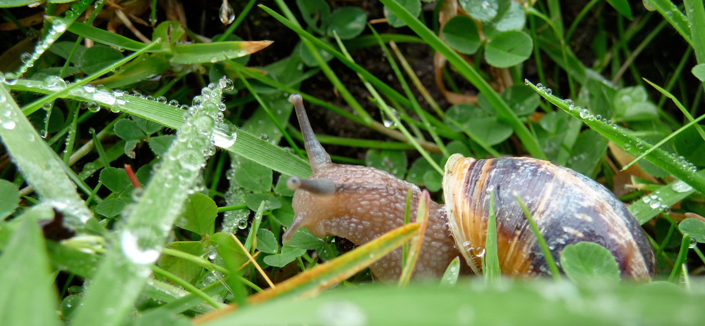 Irish Snail