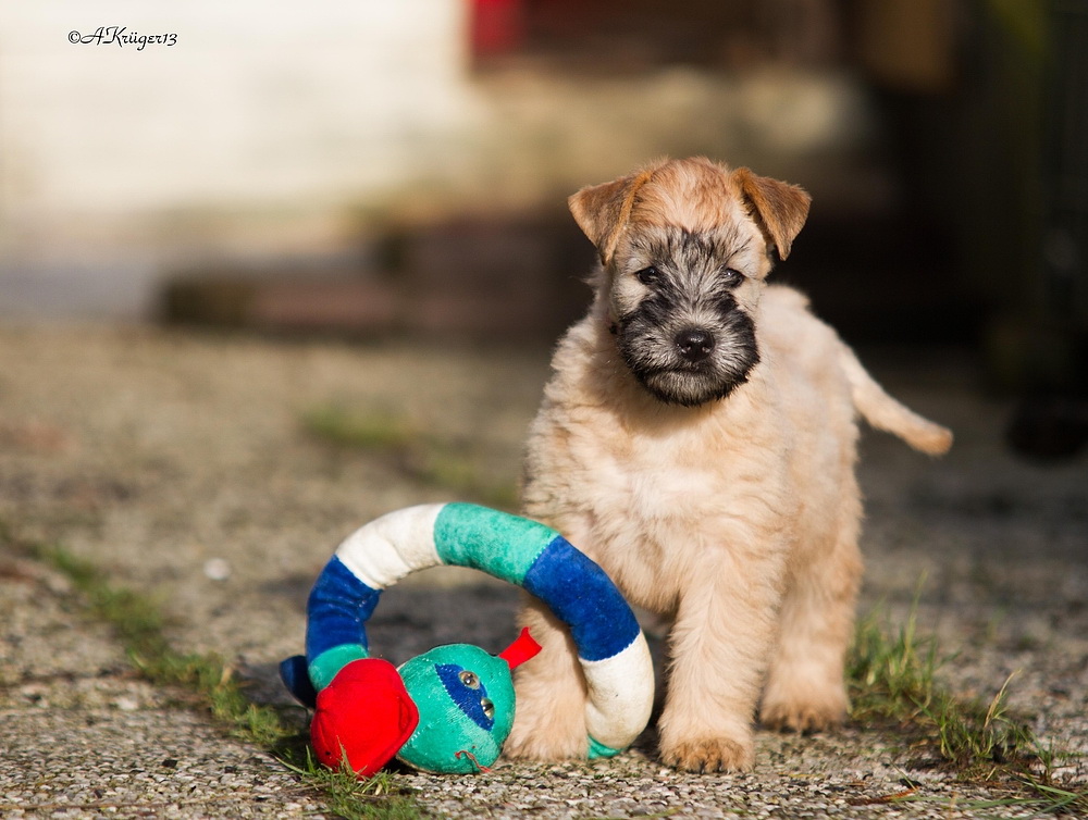 Irish Soft Coated Wheaten 8 Wochen alt