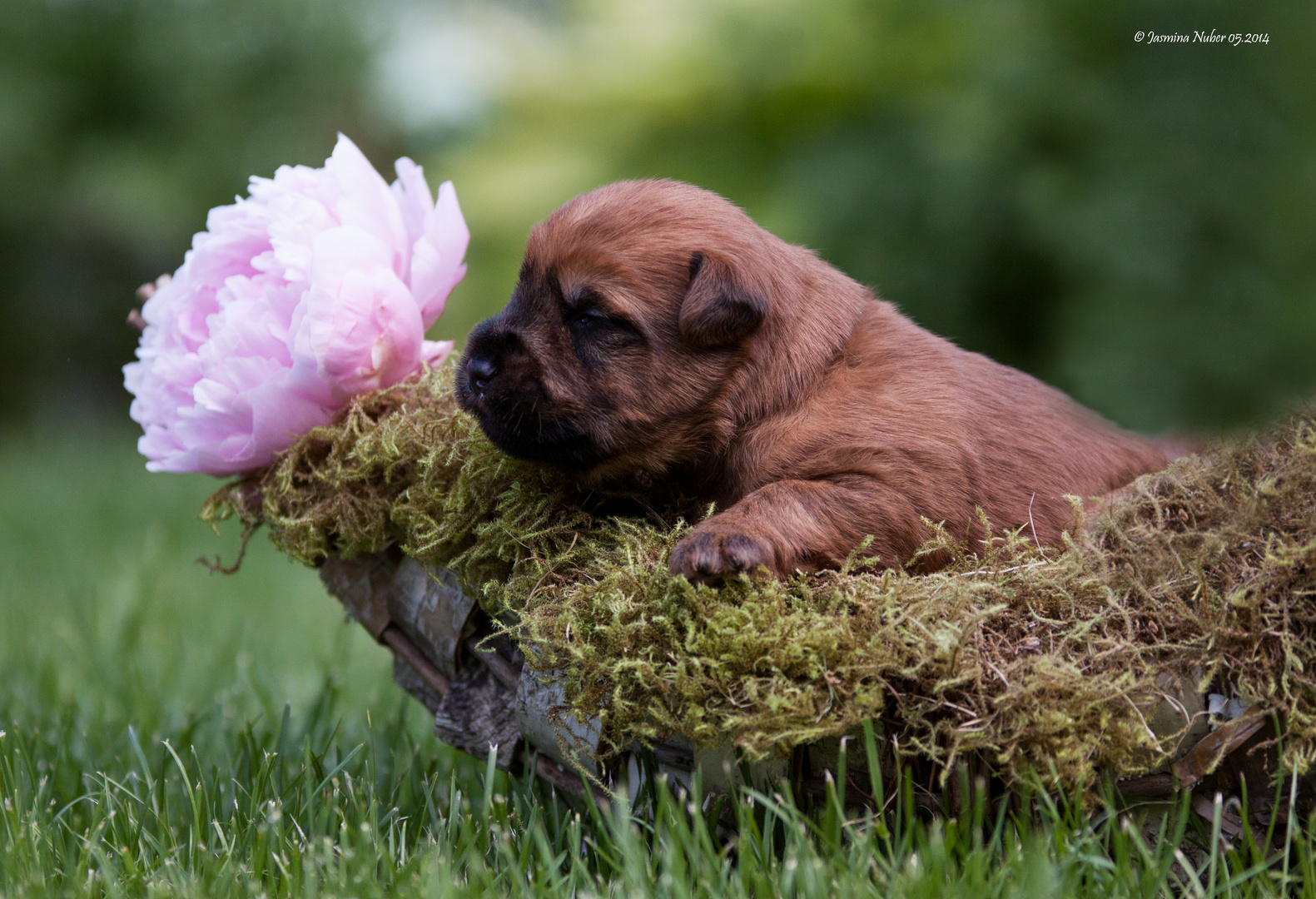 * Irish Soft Coated Wheaten Terrier *