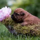 * Irish Soft Coated Wheaten Terrier *