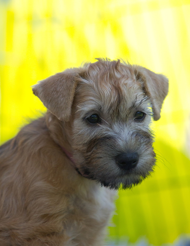 Irish Soft Coated Wheaten Terrier