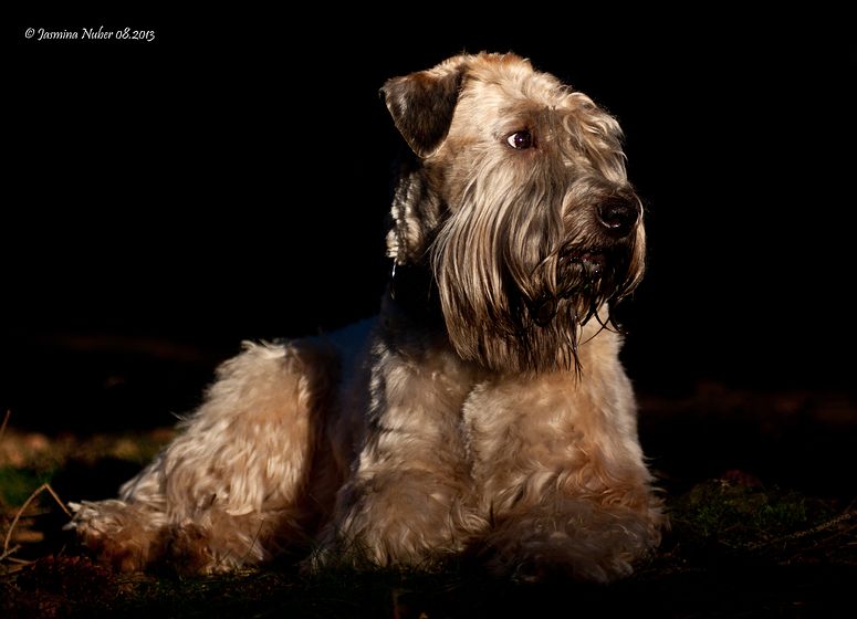 *Irish Soft Coated Wheaten Terrier*