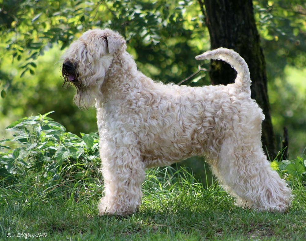 Irish Soft Coated Wheaten Terrier 1 Foto & Bild tiere, haustiere, hunde Bilder auf
