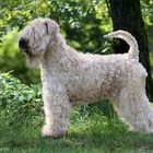 Irish Soft Coated Wheaten Terrier 1