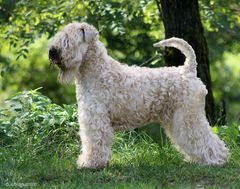 Irish Soft Coated Wheaten Terrier 1