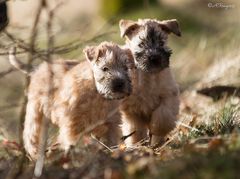 " Irish Soft Coated Wheaten Terrier"