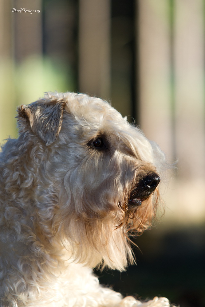 "Irish Soft Coated Wheaten Terrier"