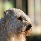 "Irish Soft Coated Wheaten Terrier"