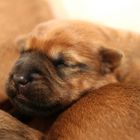 Irish Soft Coated Wheaten Terrier