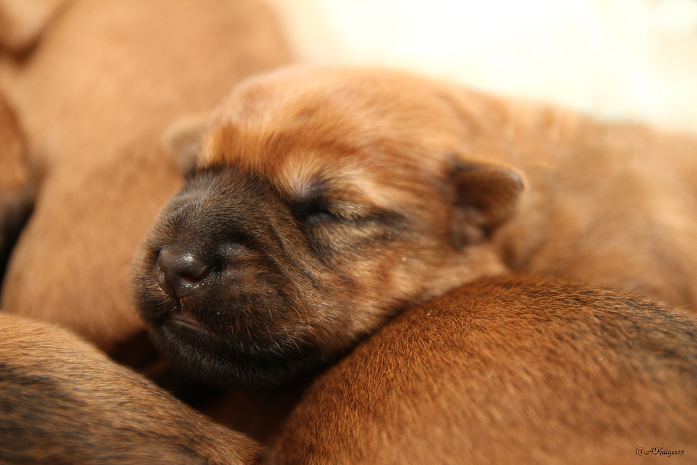 Irish Soft Coated Wheaten Terrier