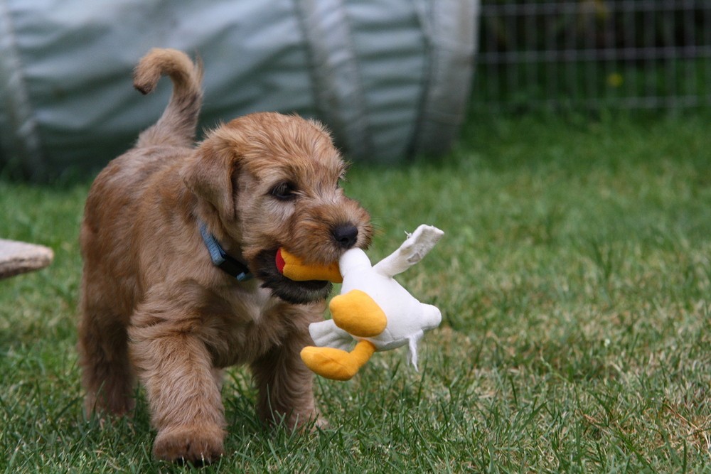 Irish Soft coated Wheaten Terrier 7 Wochen alt