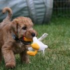 Irish Soft coated Wheaten Terrier 7 Wochen alt