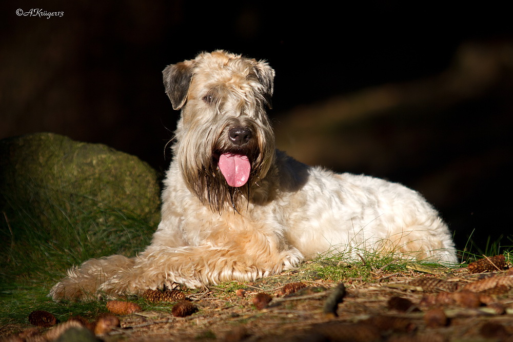 . Irish Soft Coated Wheaten Terrier .