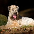 . Irish Soft Coated Wheaten Terrier .