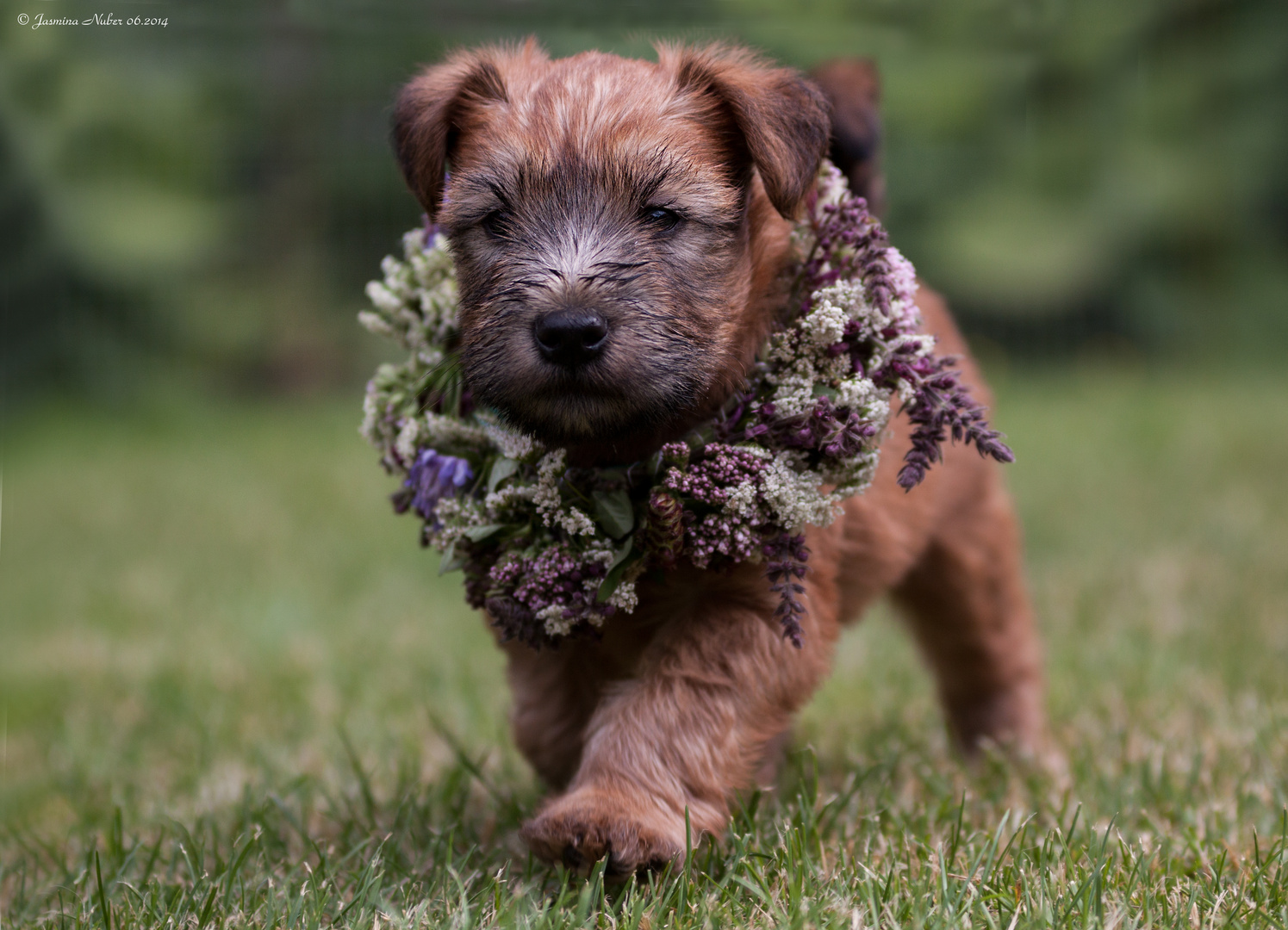 "Irish Soft Coated Wheaten Terrier "