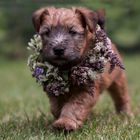 "Irish Soft Coated Wheaten Terrier "