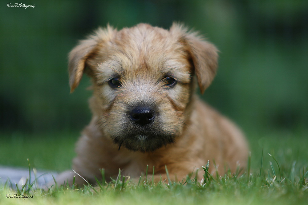 "Irish Soft Coated Wheaten Terrier"