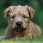 "Irish Soft Coated Wheaten Terrier"