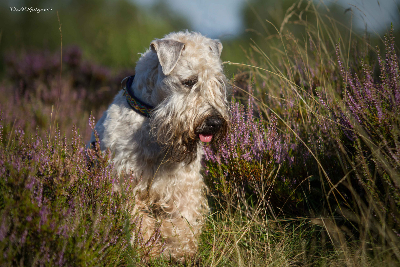 Irish Soft Coated Wheaten Terrier