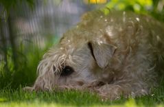 Irish Soft Coated Wheaten Terrier....