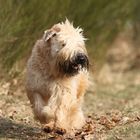 " Irish Soft Coated Wheaten Terrier"