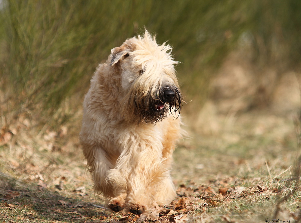 " Irish Soft Coated Wheaten Terrier"