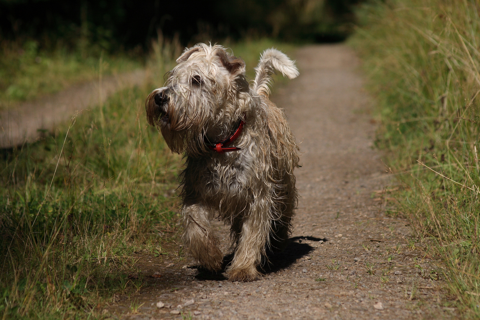 * Irish Soft Coated Wheaten Terrier *