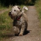 * Irish Soft Coated Wheaten Terrier *