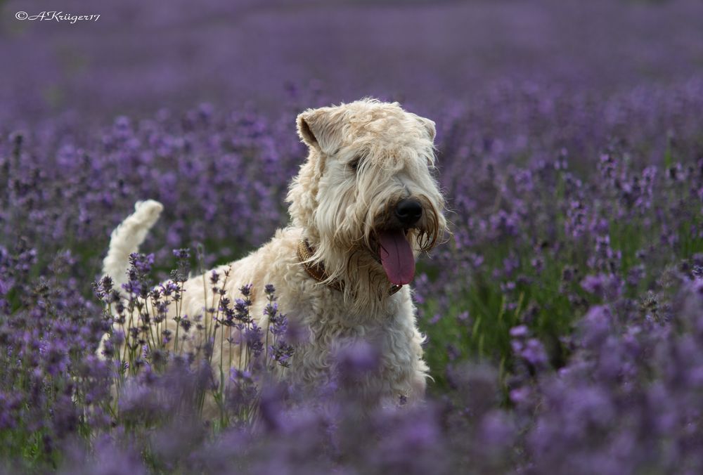 Irish Soft Coated Wheaten Terrier 