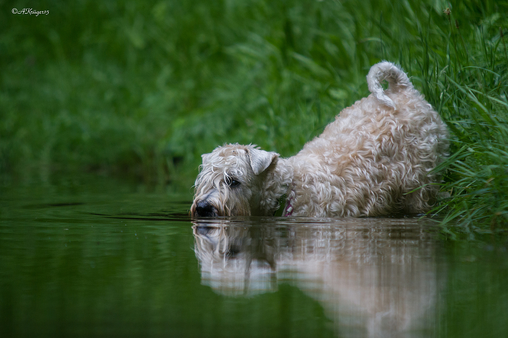 Irish Soft Coated Wheaten Terrier