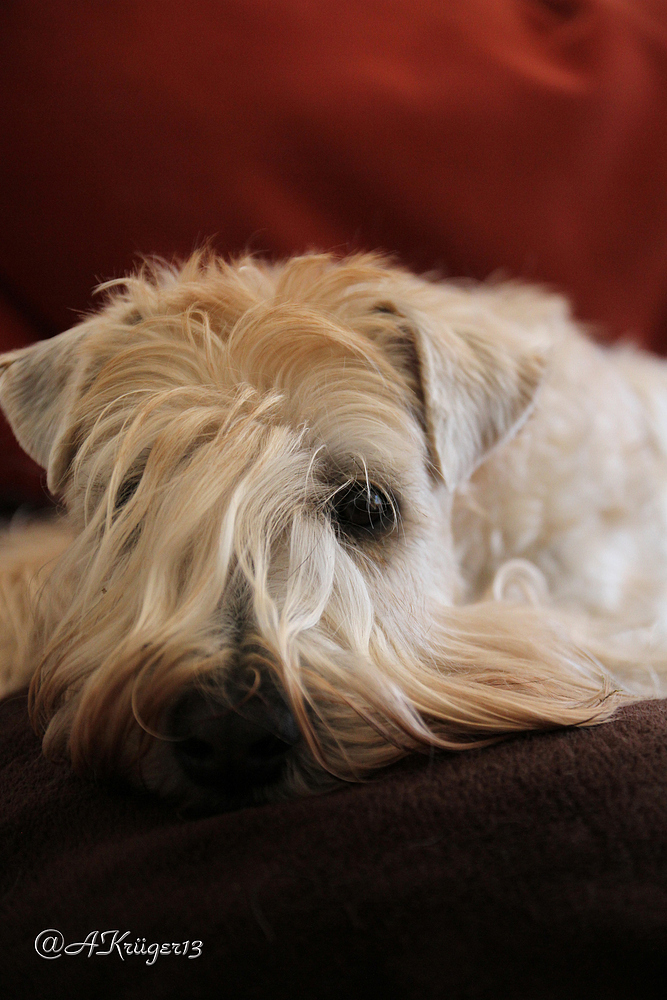 Irish Soft Coated Wheaten Terrier....