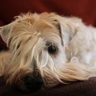 Irish Soft Coated Wheaten Terrier....