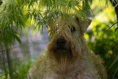 Irish Soft Coated Wheaten Terrier