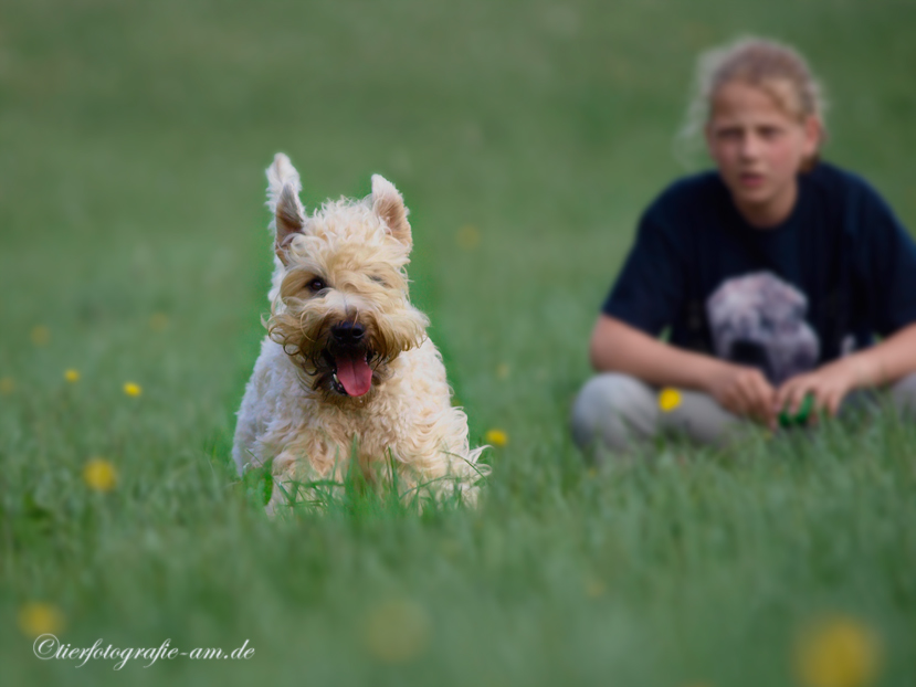 Irish Soft Coated Wheaten Terrier