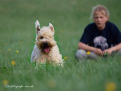 Irish Soft Coated Wheaten Terrier