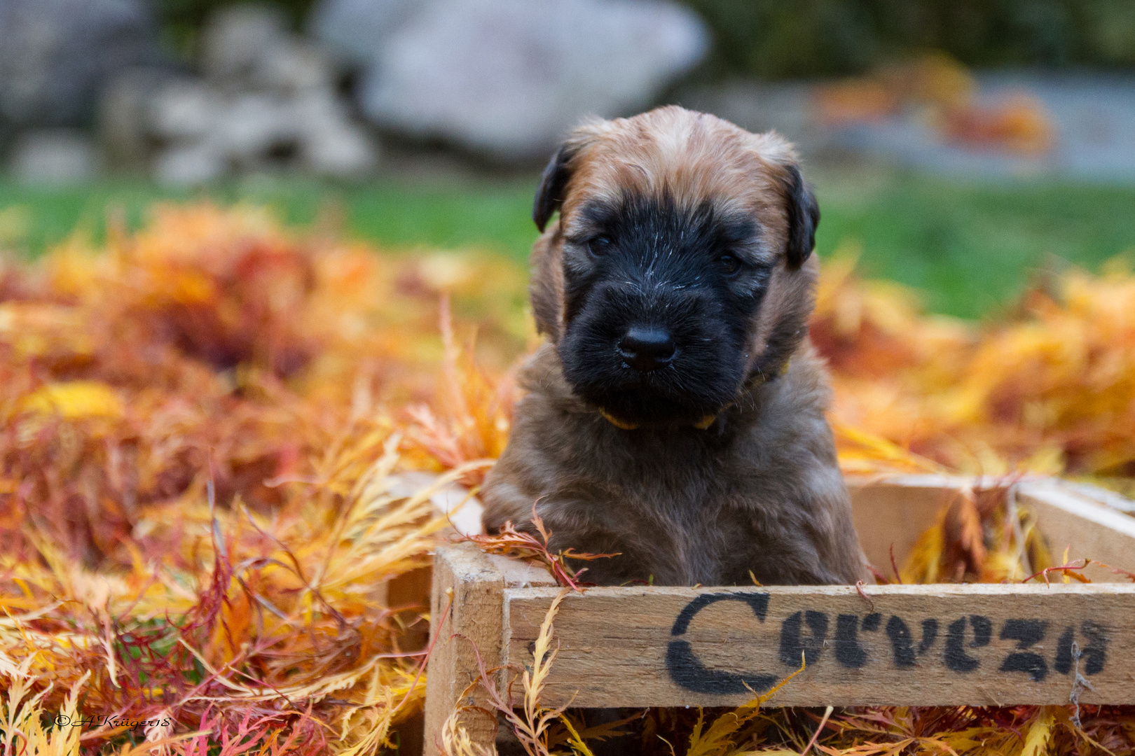 Irish Soft Coated Wheaten Terrier