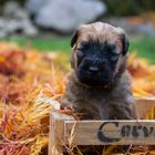 Irish Soft Coated Wheaten Terrier