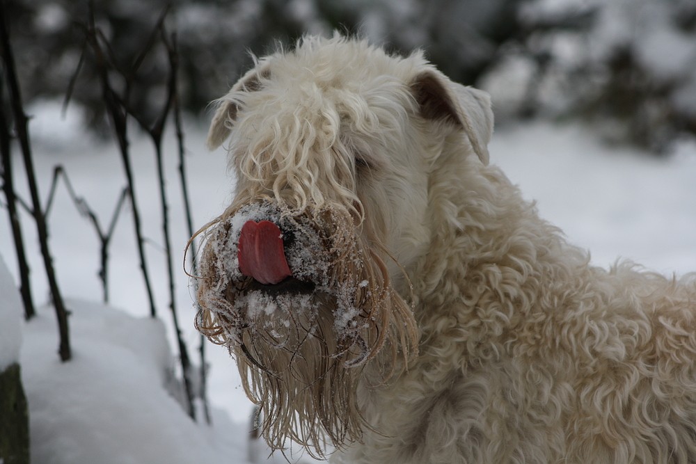 Irish Soft Coated Wheaten Terrier..