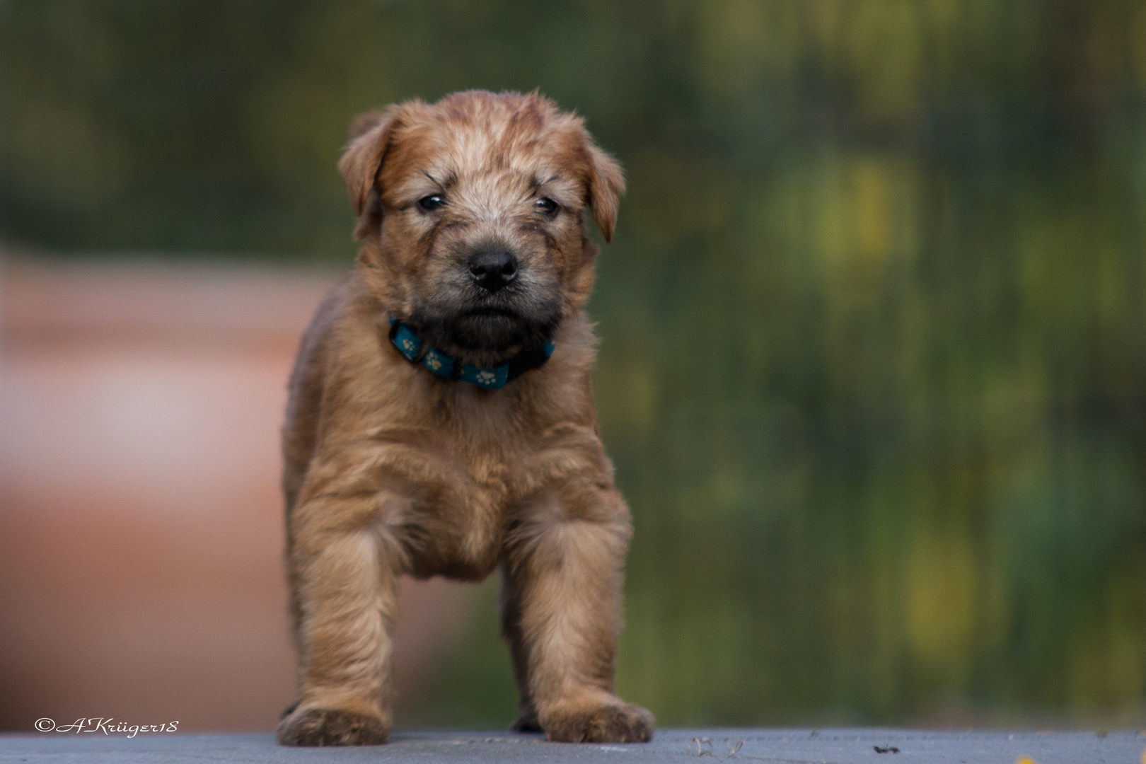 Irish Soft Coated Wheaten Terrier