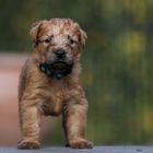 Irish Soft Coated Wheaten Terrier