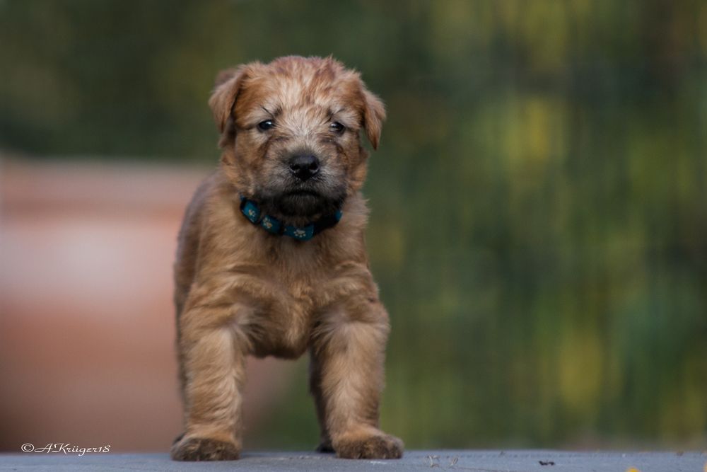 Irish Soft Coated Wheaten Terrier Foto & Bild hunde, tiere, welpen Bilder auf Irish Soft Coated Wheaten Terrier Foto & Bild hunde, tiere, welpen Bilder auf