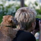 Irish Soft Coated Wheaten Terrier....