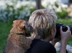 Irish Soft Coated Wheaten Terrier....