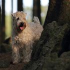 "Irish Soft Coated Wheaten Terrier"