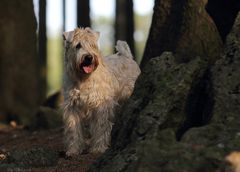 "Irish Soft Coated Wheaten Terrier"