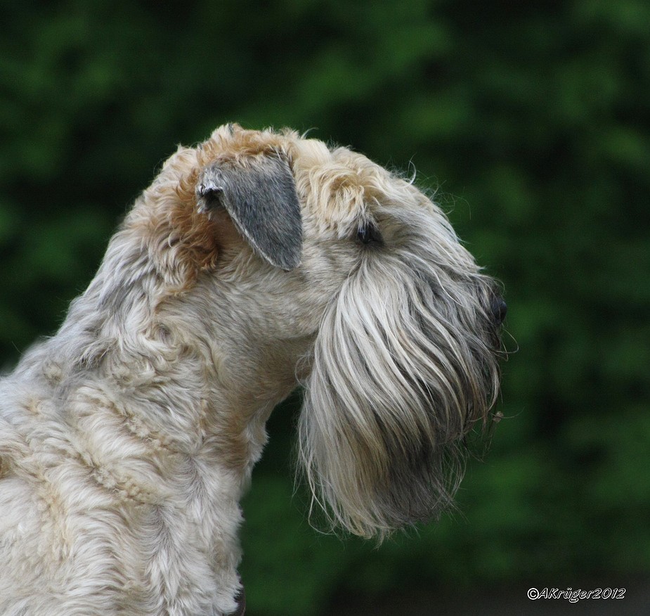 Irish Soft Coated Wheaten Terrier